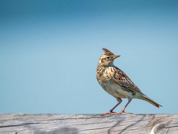 Meet the Winners of the Lark Music-Making Competition!